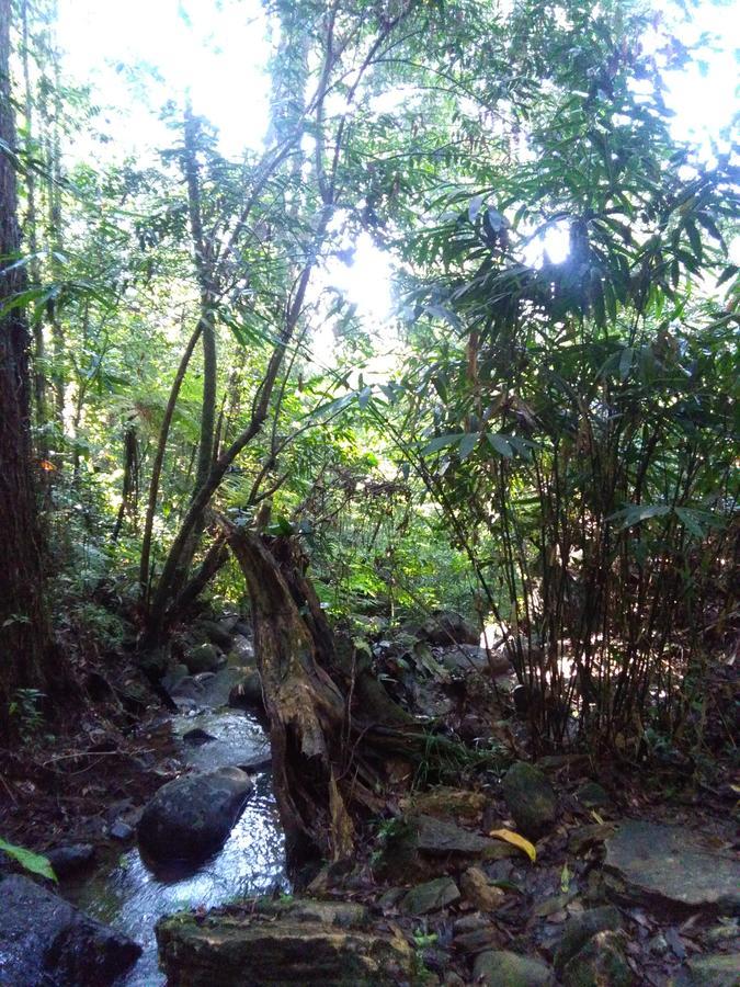 Sinharaja Forest Sanctuary Deniyaya Ngoại thất bức ảnh