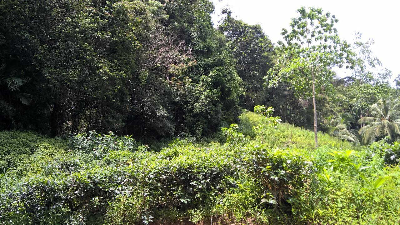 Sinharaja Forest Sanctuary Deniyaya Ngoại thất bức ảnh