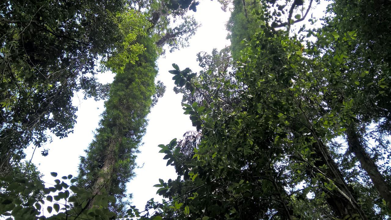 Sinharaja Forest Sanctuary Deniyaya Ngoại thất bức ảnh