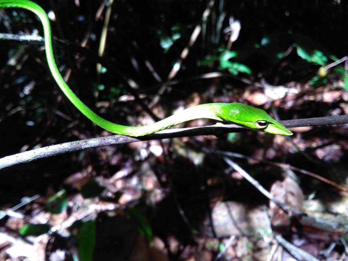 Sinharaja Forest Sanctuary Deniyaya Ngoại thất bức ảnh