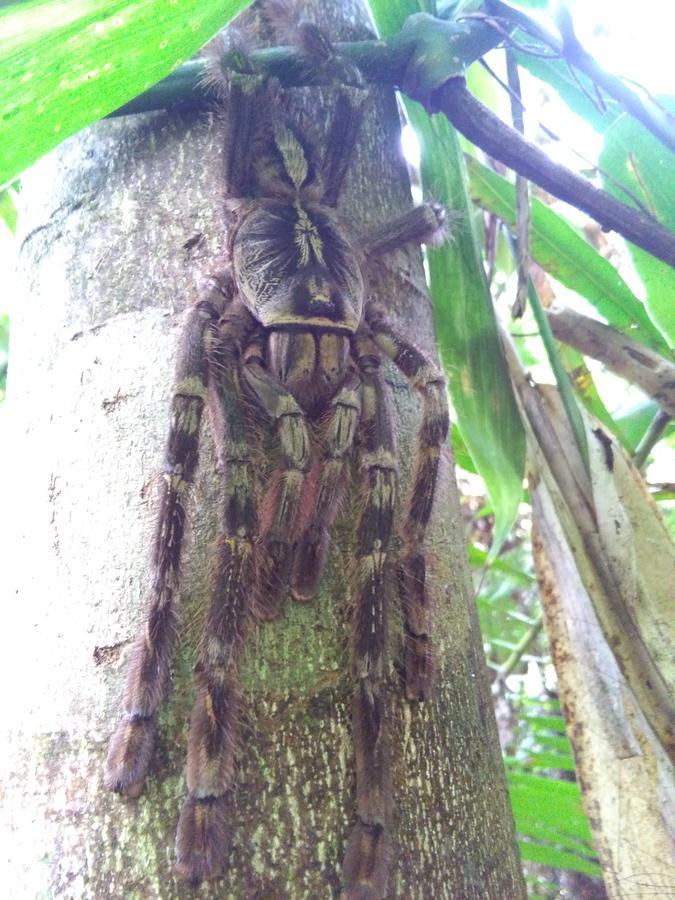 Sinharaja Forest Sanctuary Deniyaya Ngoại thất bức ảnh