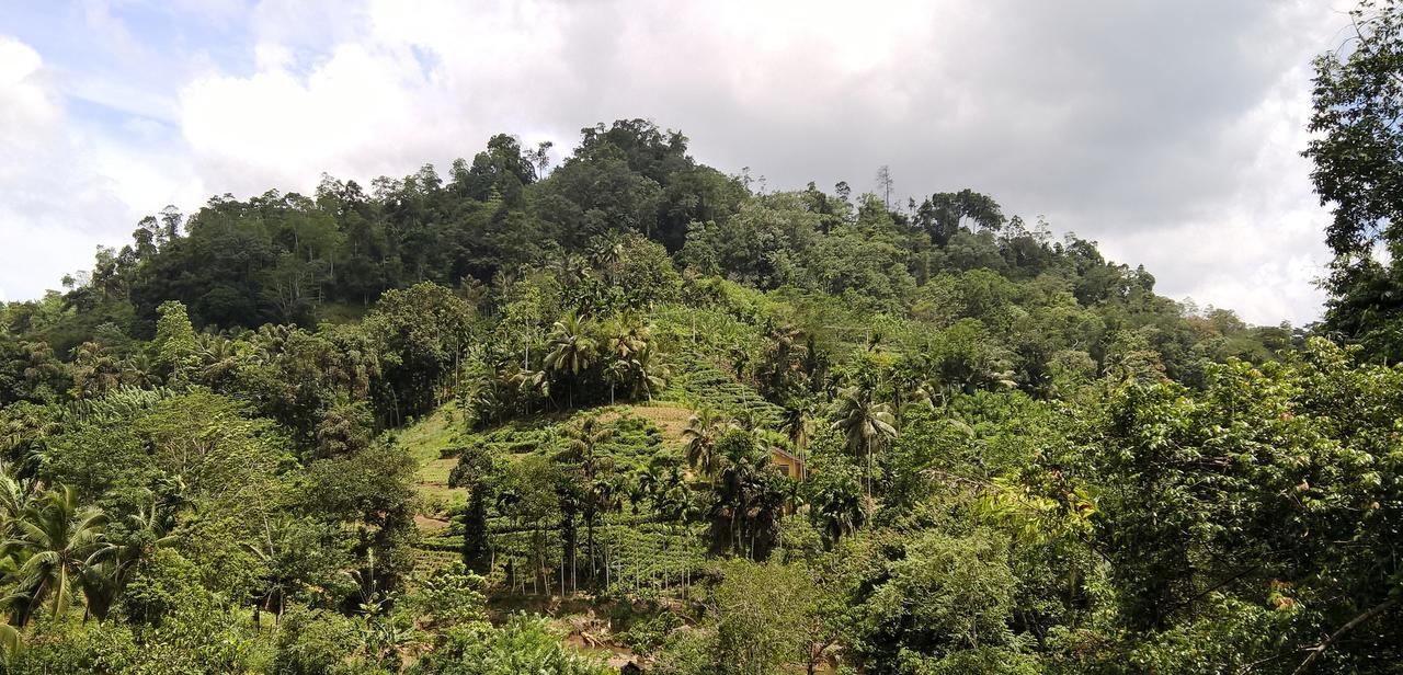 Sinharaja Forest Sanctuary Deniyaya Ngoại thất bức ảnh