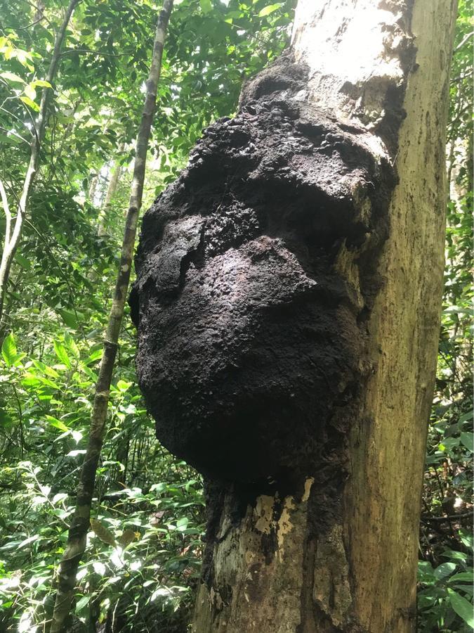 Sinharaja Forest Sanctuary Deniyaya Ngoại thất bức ảnh