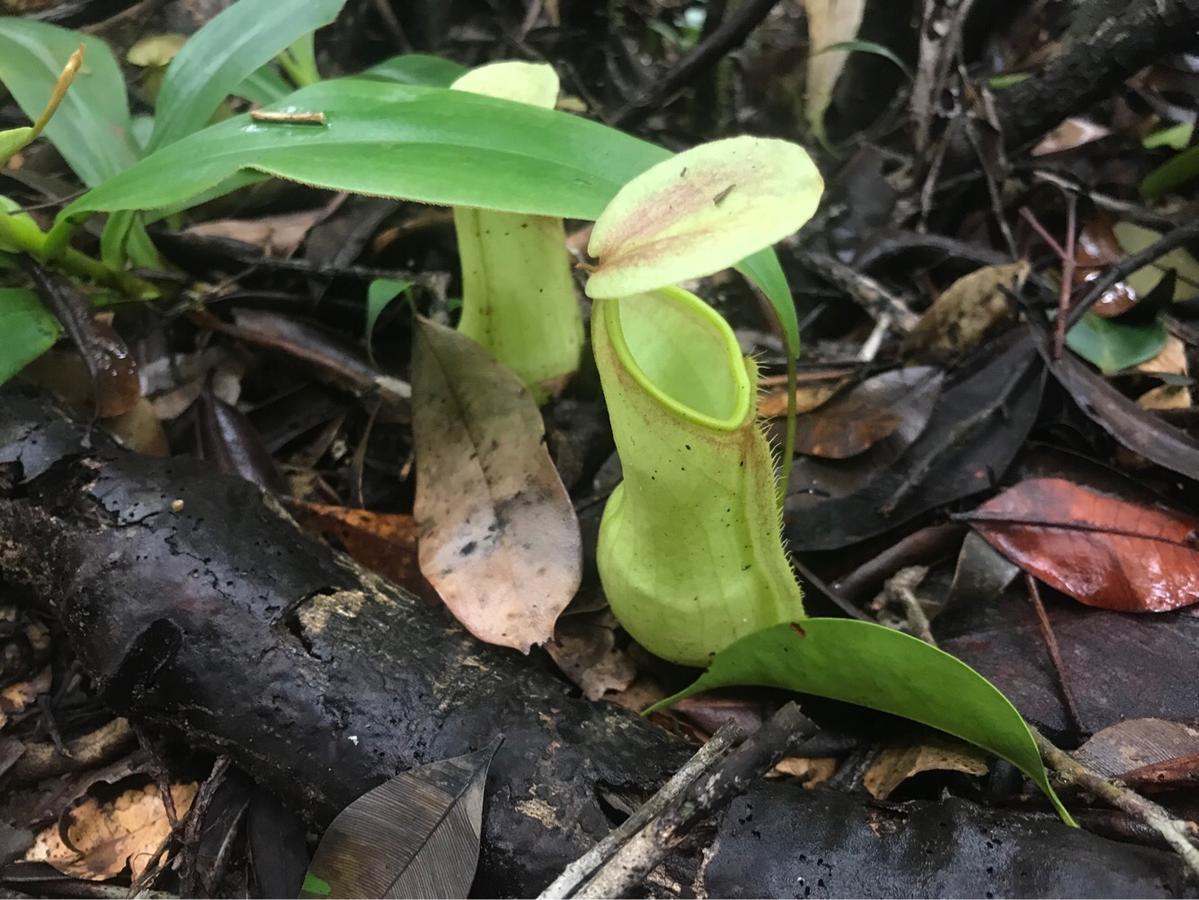 Sinharaja Forest Sanctuary Deniyaya Ngoại thất bức ảnh