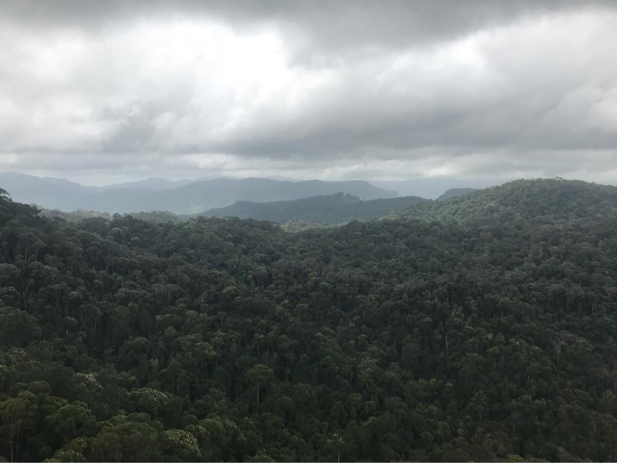 Sinharaja Forest Sanctuary Deniyaya Ngoại thất bức ảnh